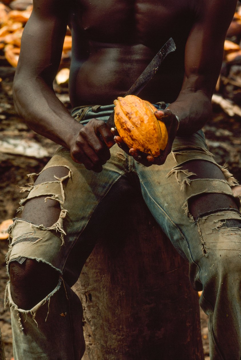 Visto solo dal petto alle ginocchia, un uomo è seduto mentre spacca una bacca di cacao... da James L Stanfield