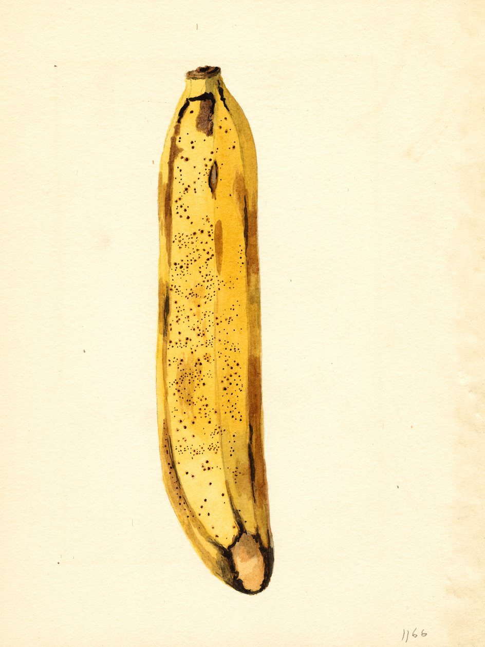 Banana (Musa) (acquerello) da James Marion Shull