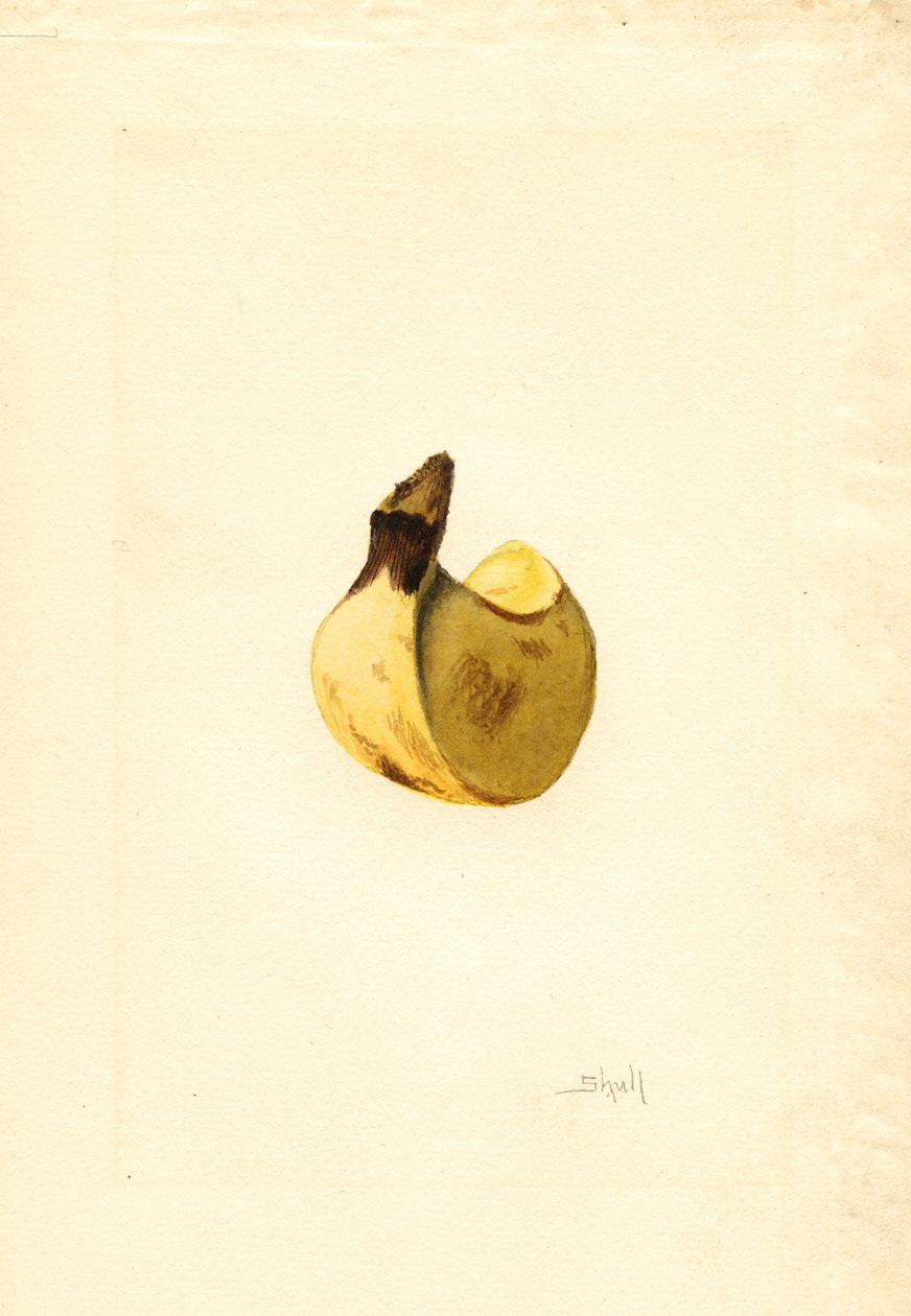 Banana (Musa) (acquerello) da James Marion Shull
