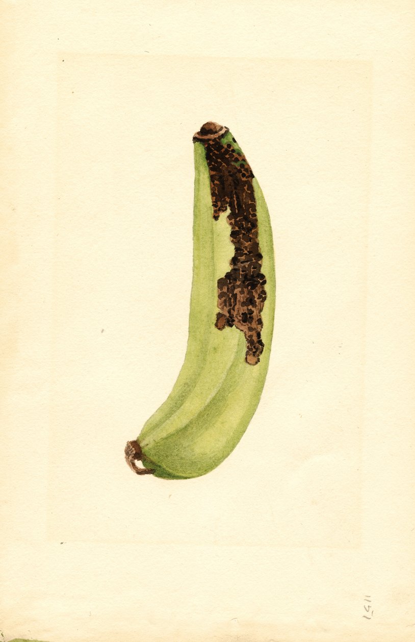 Banana (Musa) (acquerello) da James Marion Shull