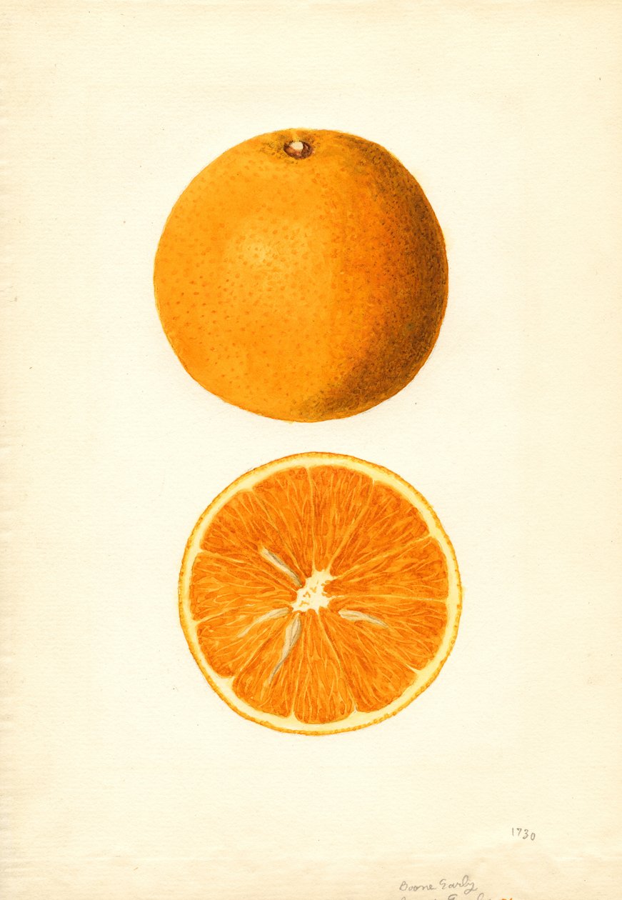 Arance primaticce di Boone (Citrus sinensis) (acquerello) da James Marion Shull