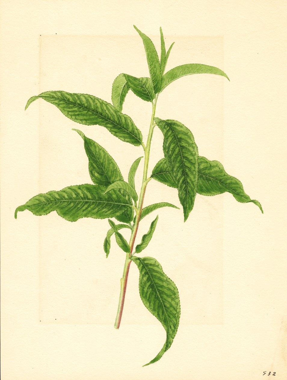 Ramo con foglie verdi del pesco Elberta (Prunus persica: Elberta) (acquerello) da James Marion Shull