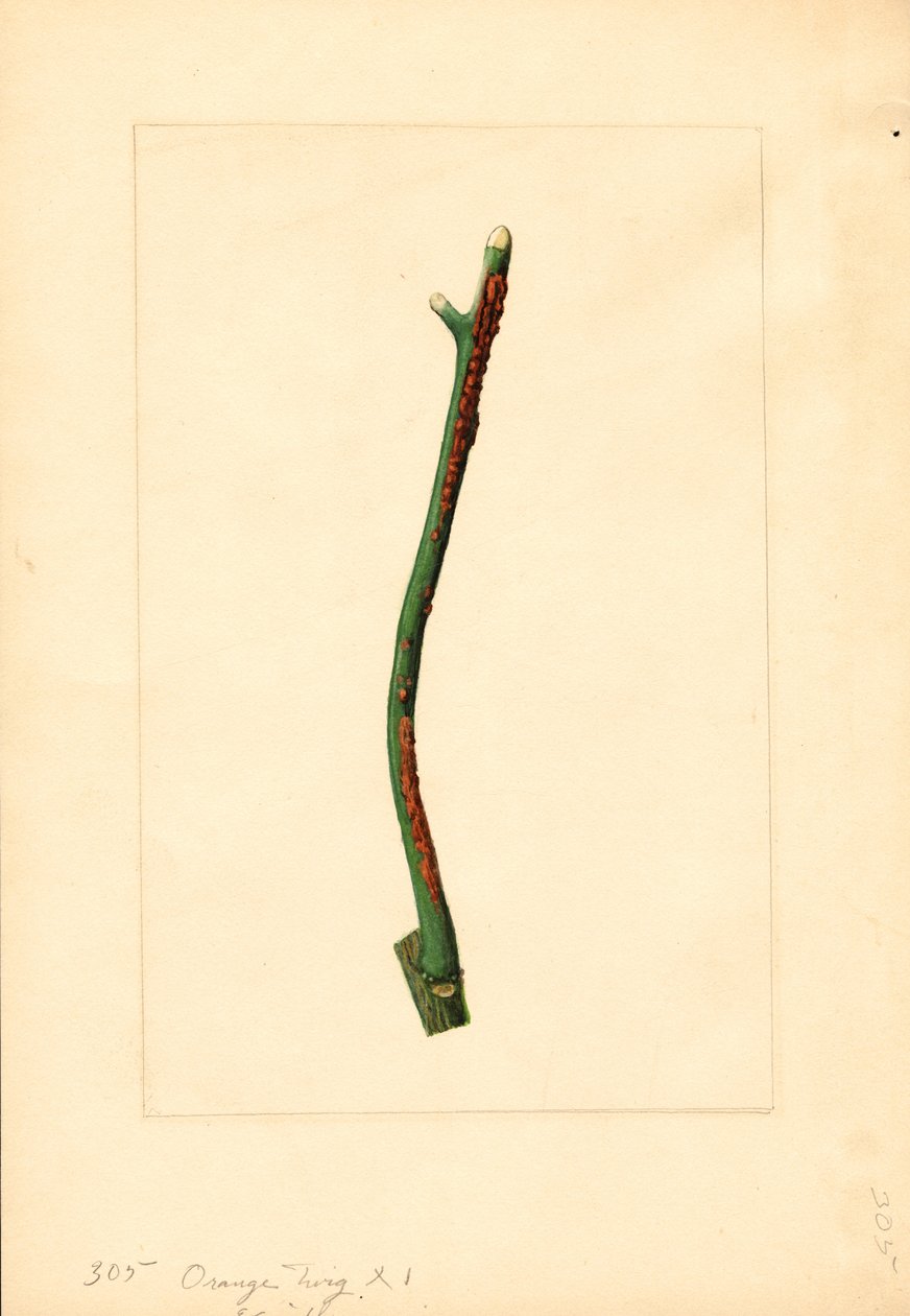 Ramoscello di arancio (Citrus sinensis: Valencia) (acquerello) da James Marion Shull