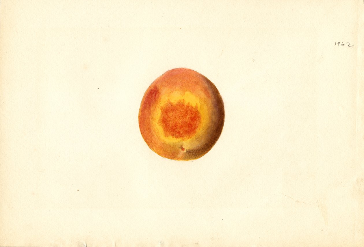 Pesca ( Prunus persica: Elberta) (acquerello) da James Marion Shull