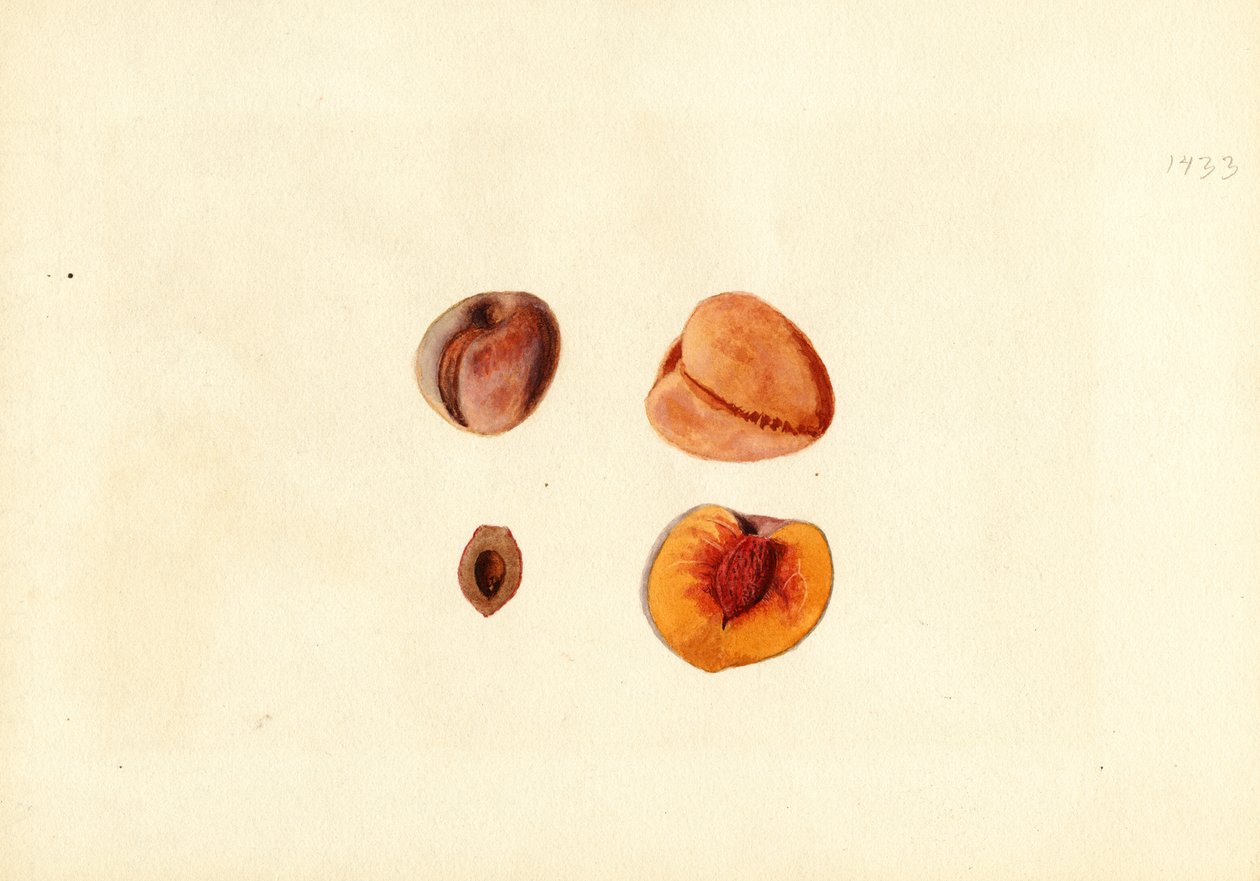 Pesche (Prunus persica: Hutchkins) (acquerello) da James Marion Shull