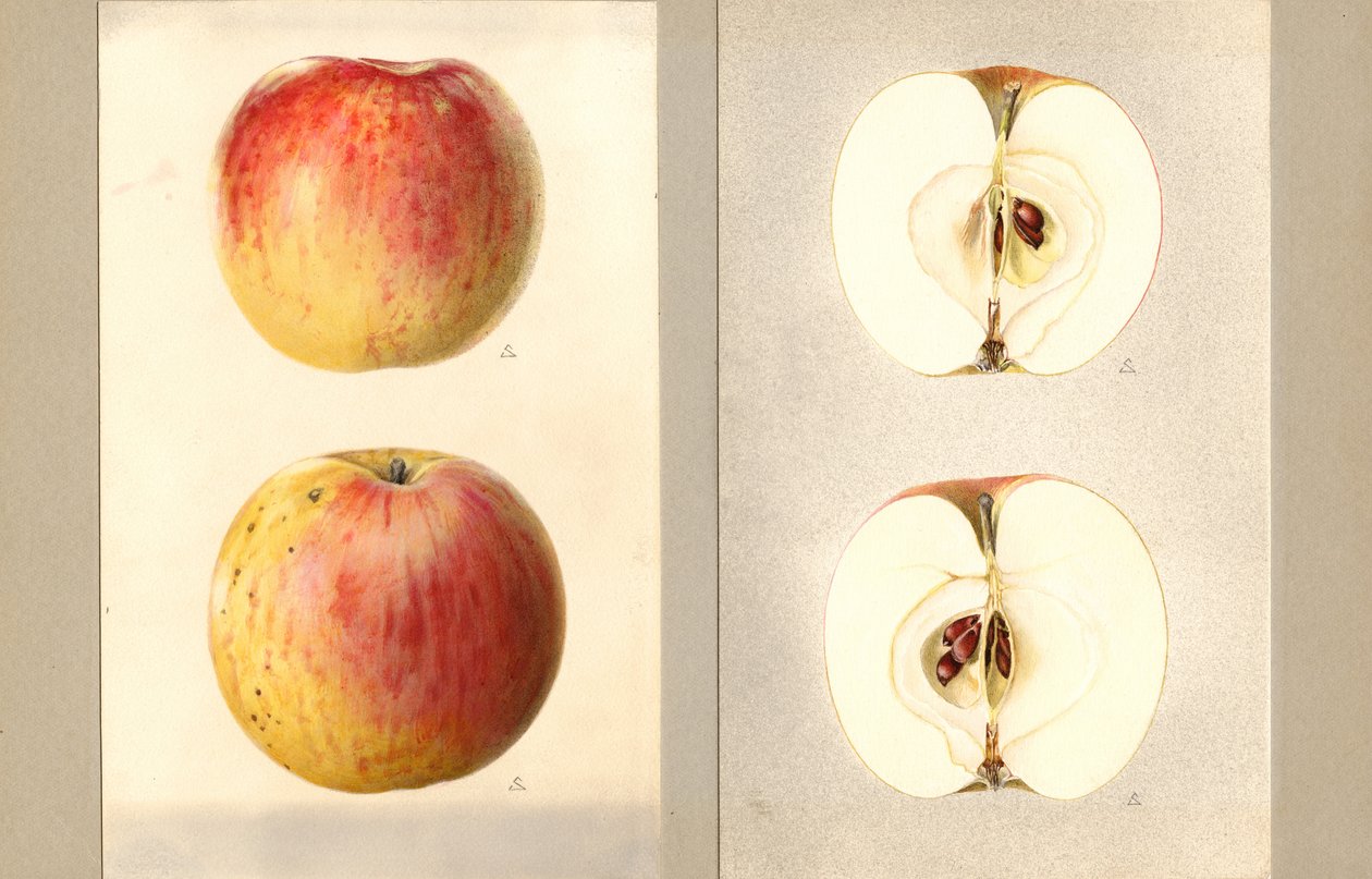 Mele Wilson June (Malus domestica) (acquerello) da James Marion Shull