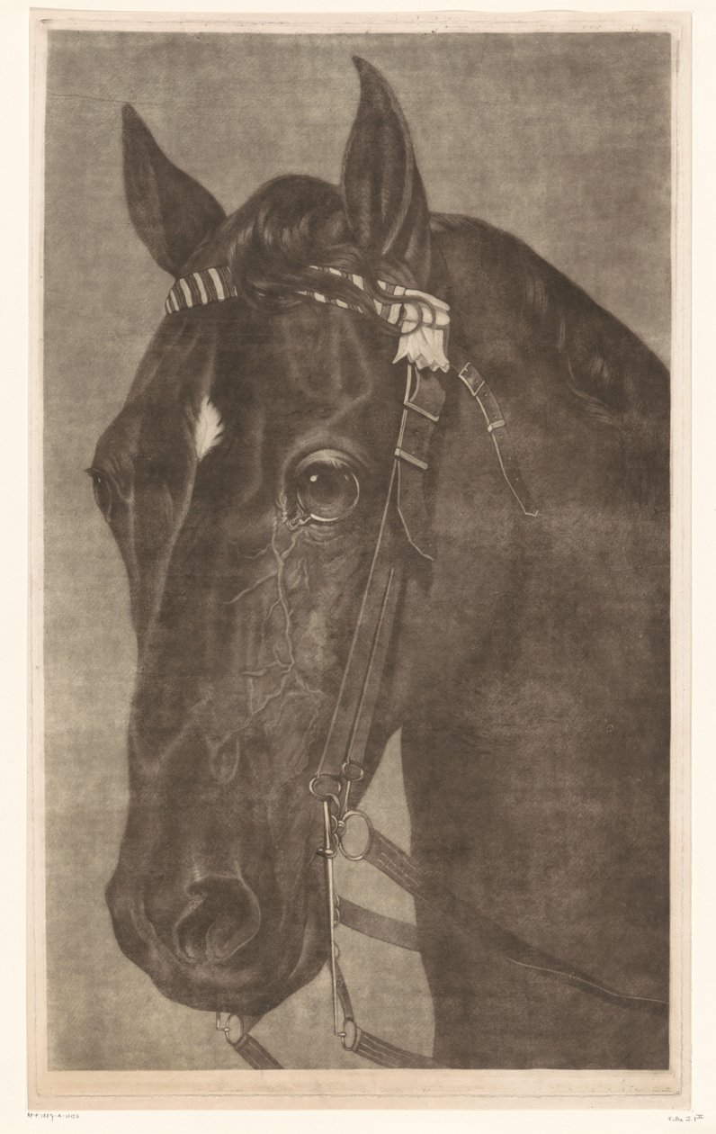 Testa di un cavallo con briglie da James Newman Hodges