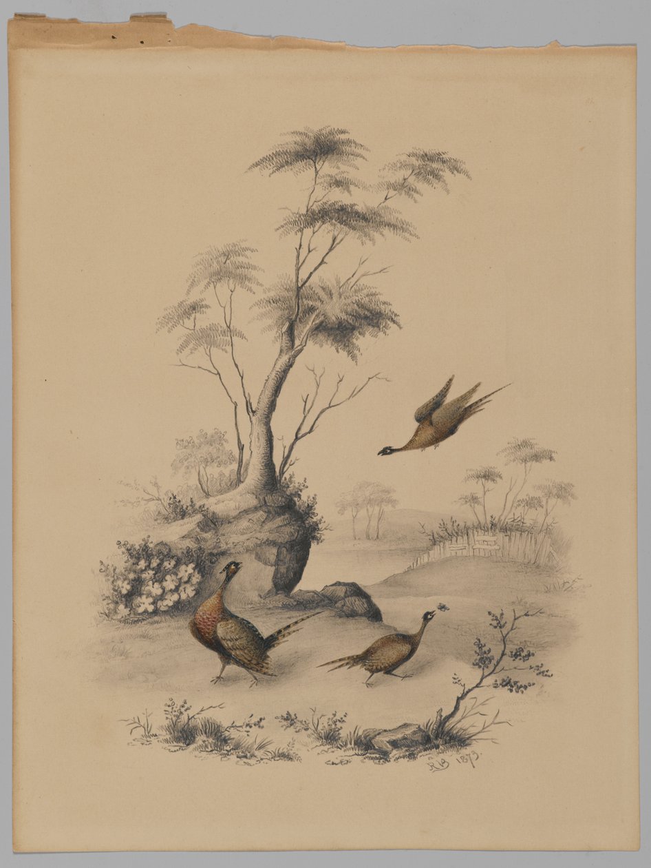 Tre fagiani, 1873 da James Ryder van Brunt