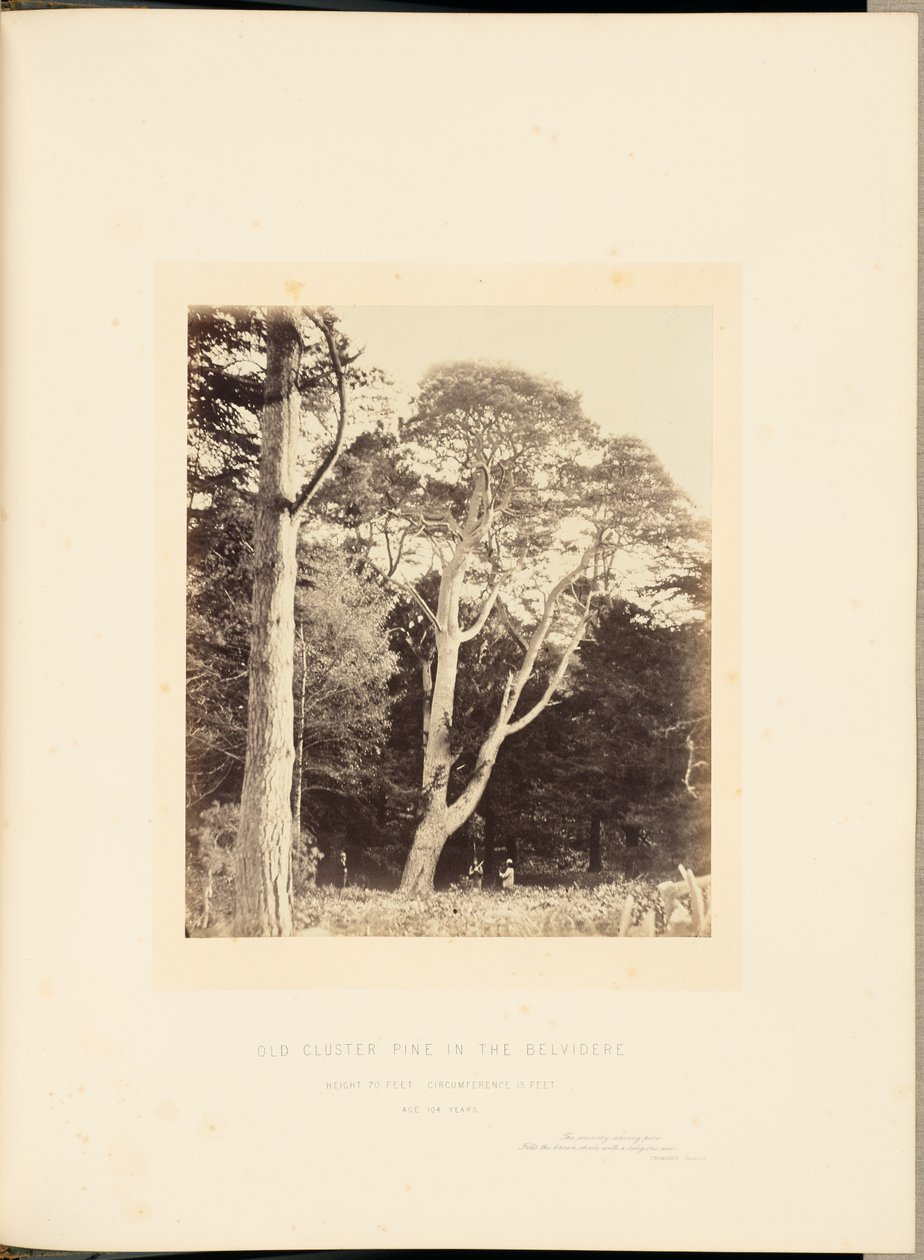 Pino vecchio a grappolo nel Belvidere da James Sinclair, 14th Earl of Caithness