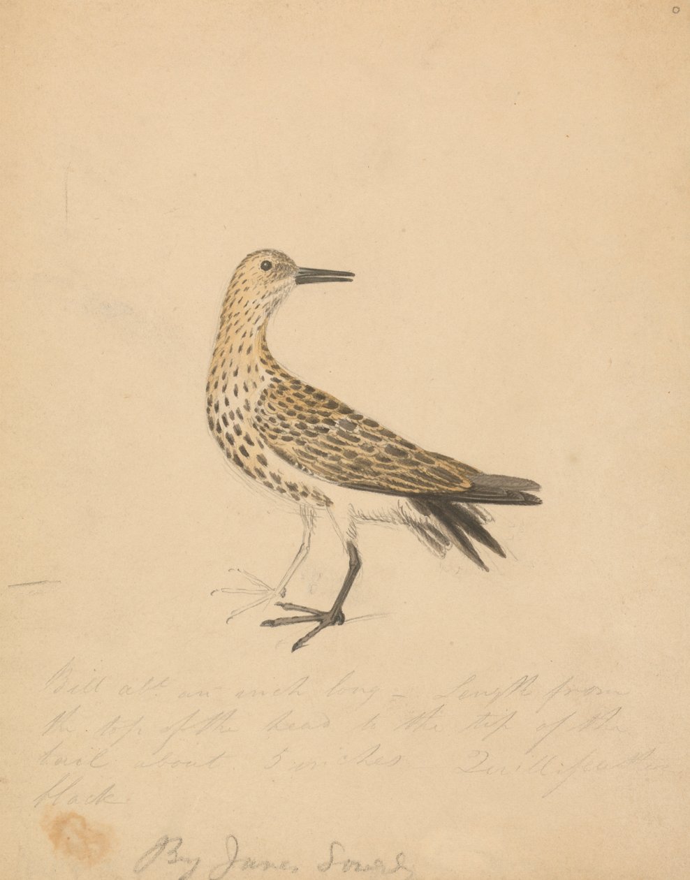 Un uccello da James Sowerby
