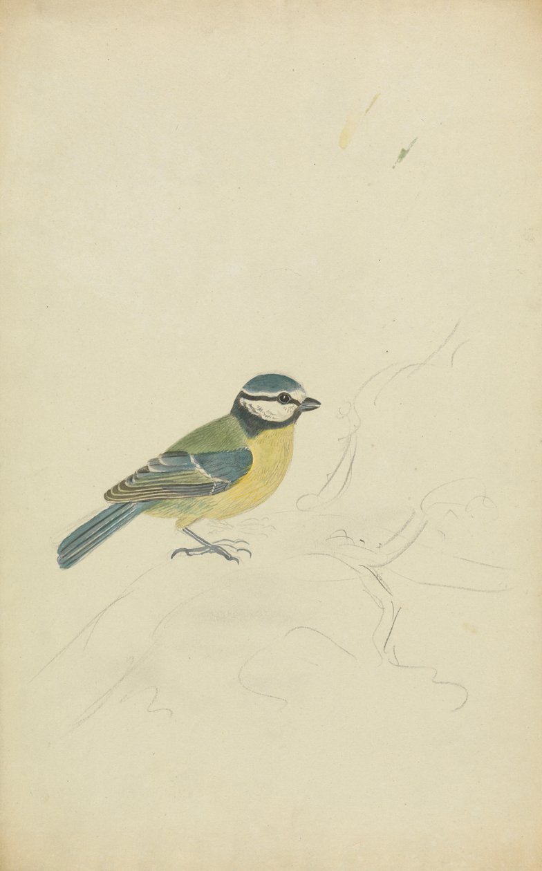 Una Cinciarella da James Sowerby