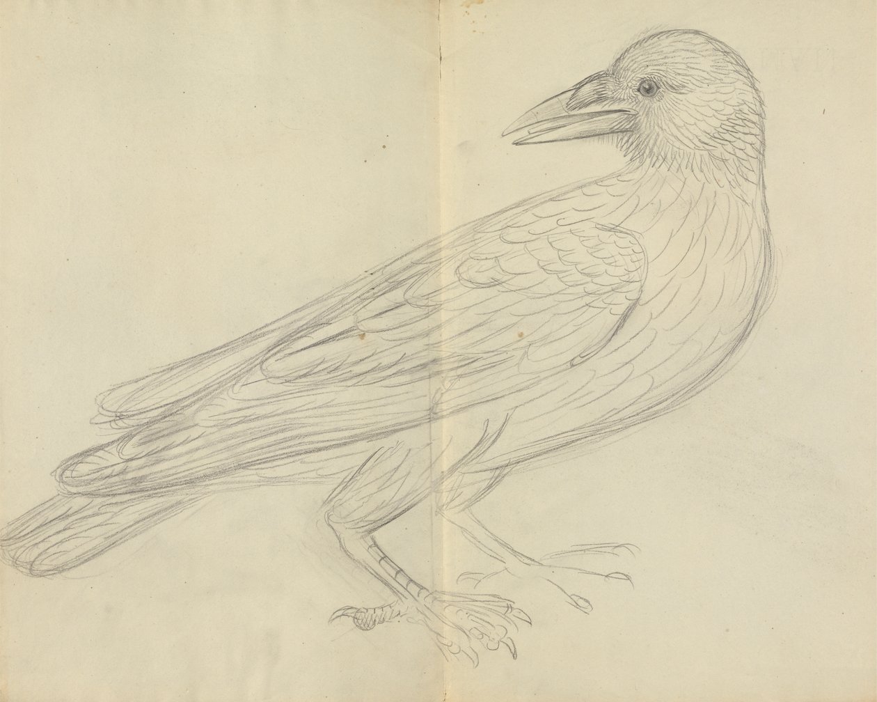 Un Corvo da James Sowerby