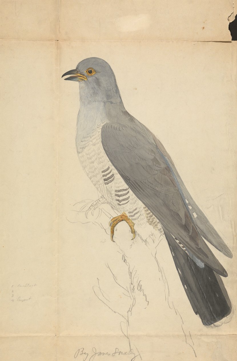 A Dove da James Sowerby