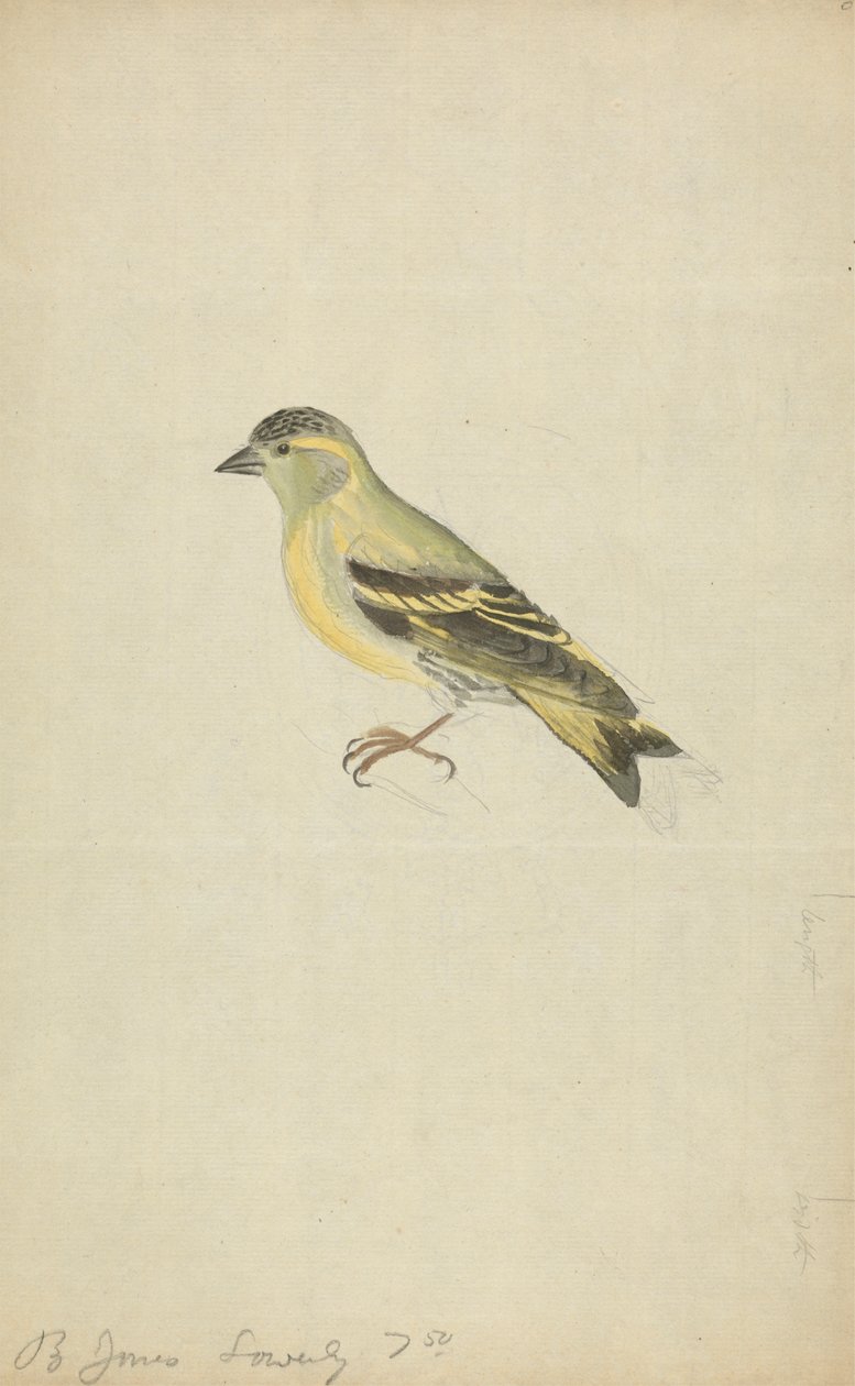 Un fringuello (lucherino?) da James Sowerby