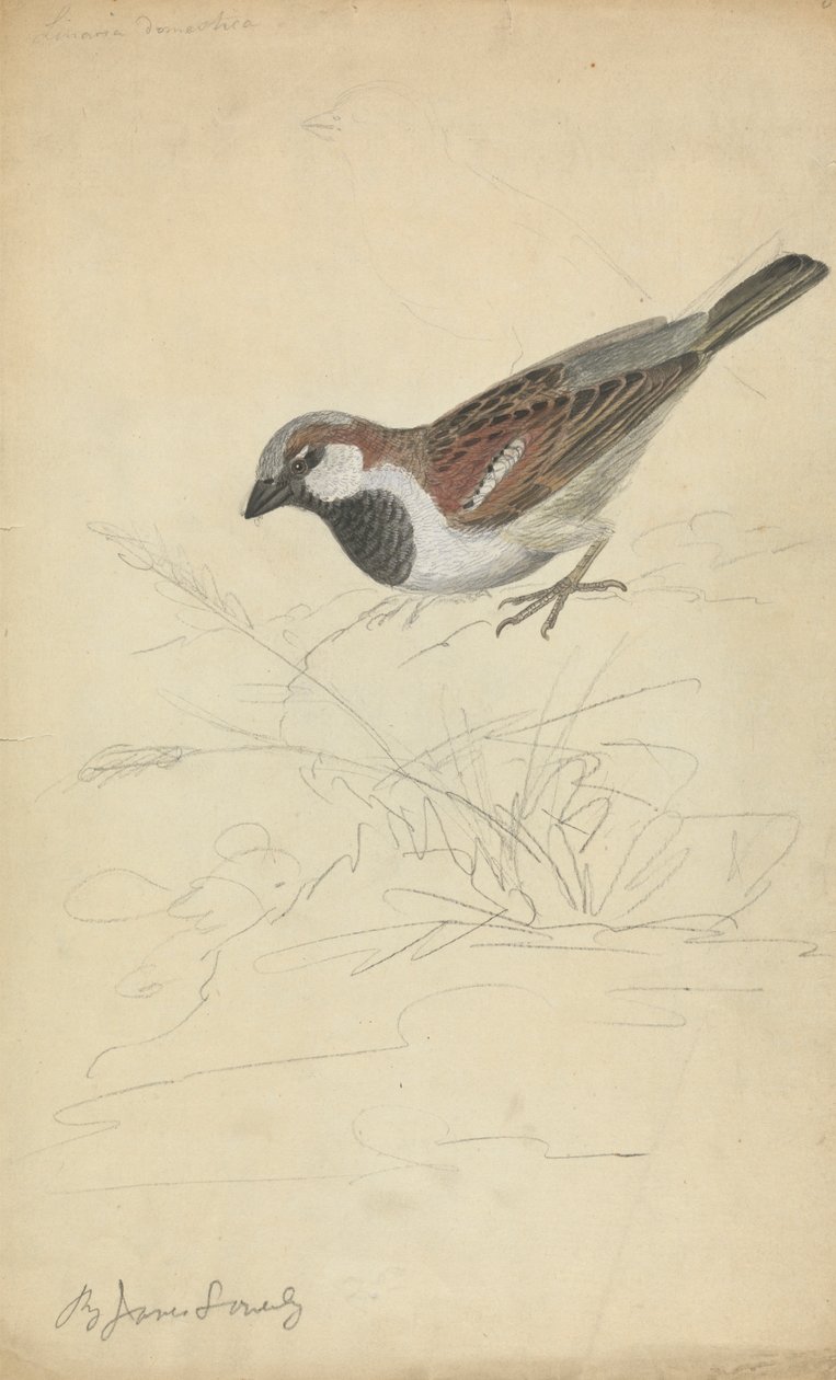 Un Passero Domestico da James Sowerby