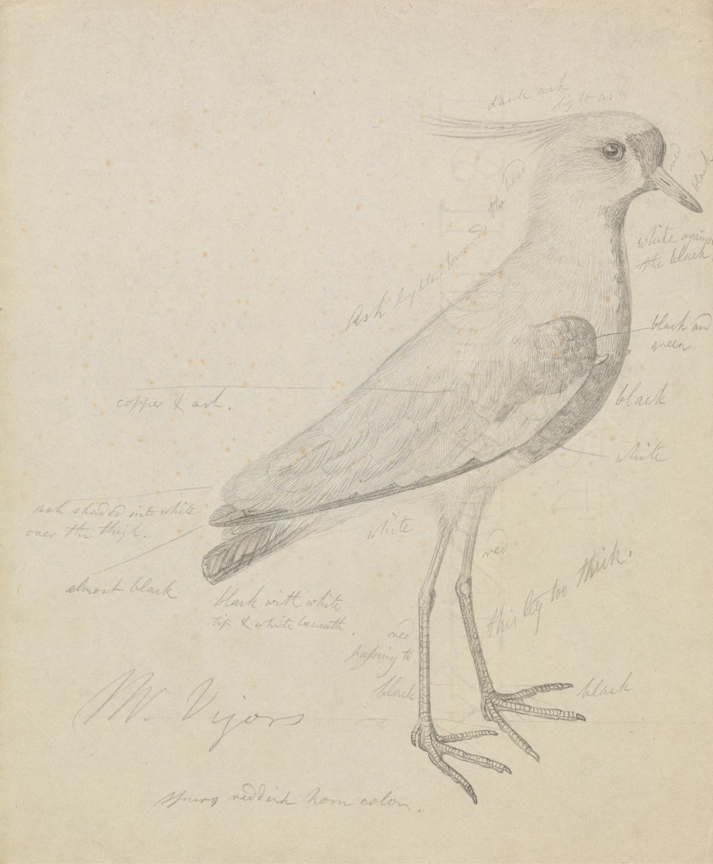 Un pavoncella da James Sowerby