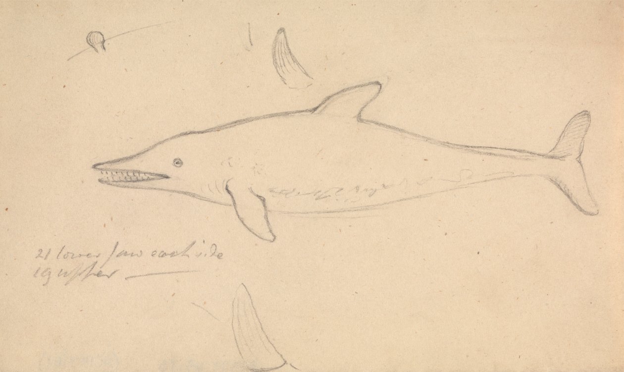 Un Delfino? da James Sowerby