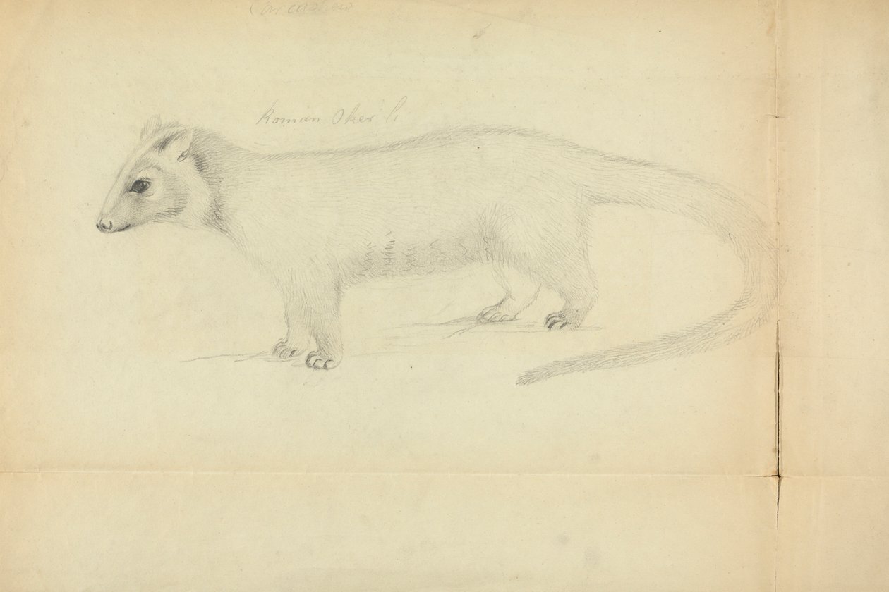 Una donnola da James Sowerby
