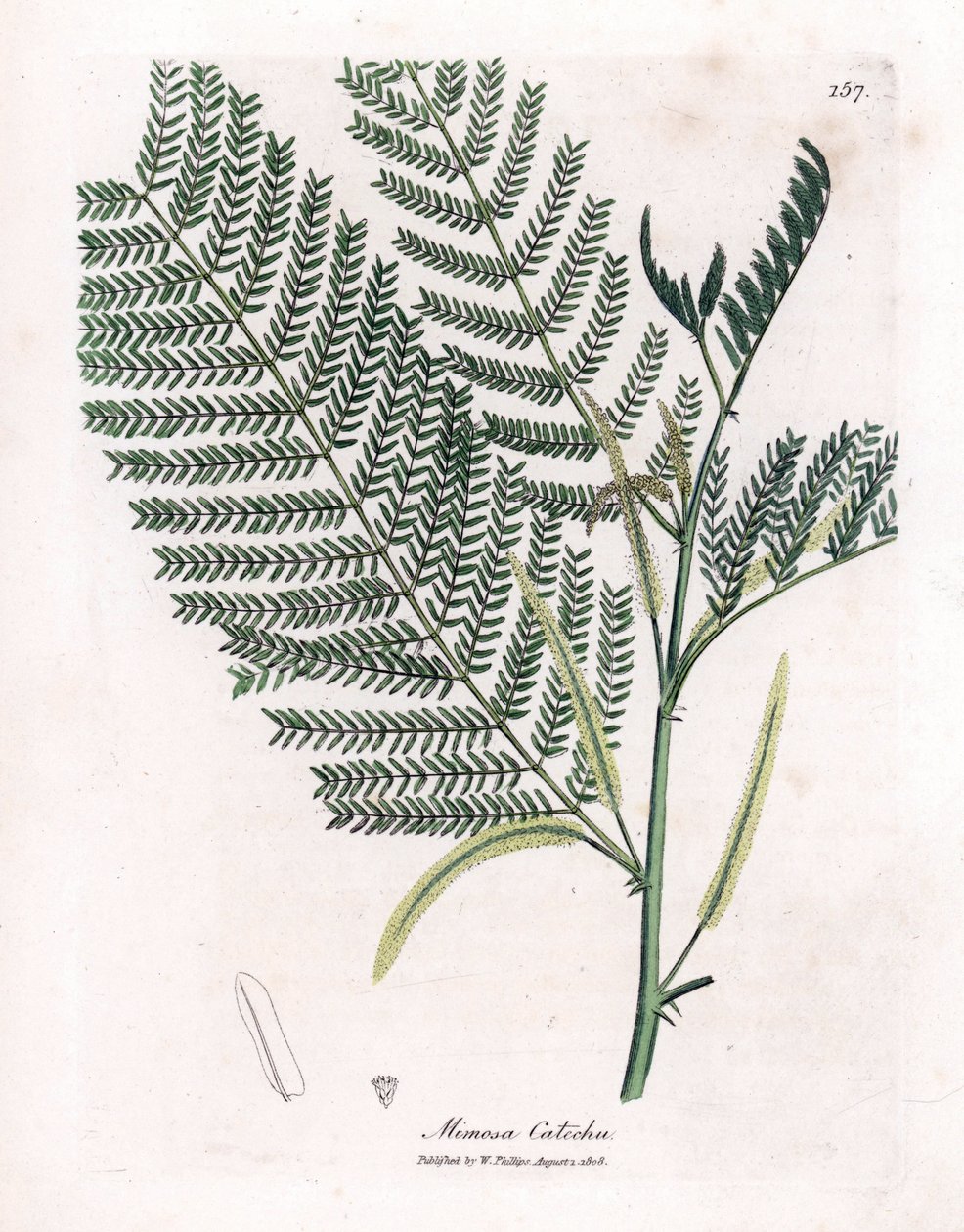 Acacia catechu da James Sowerby