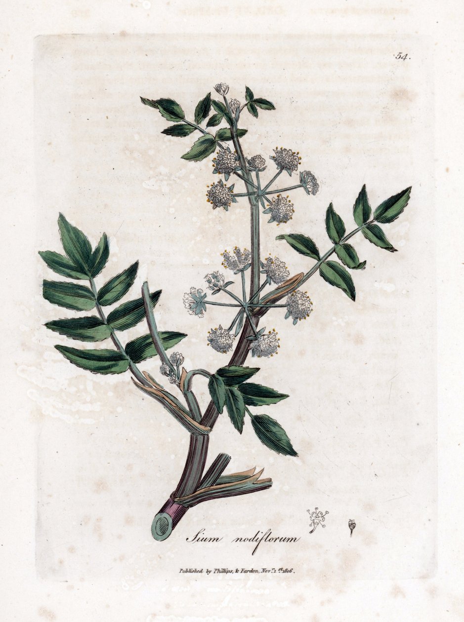Ache false watercress - Crescione d