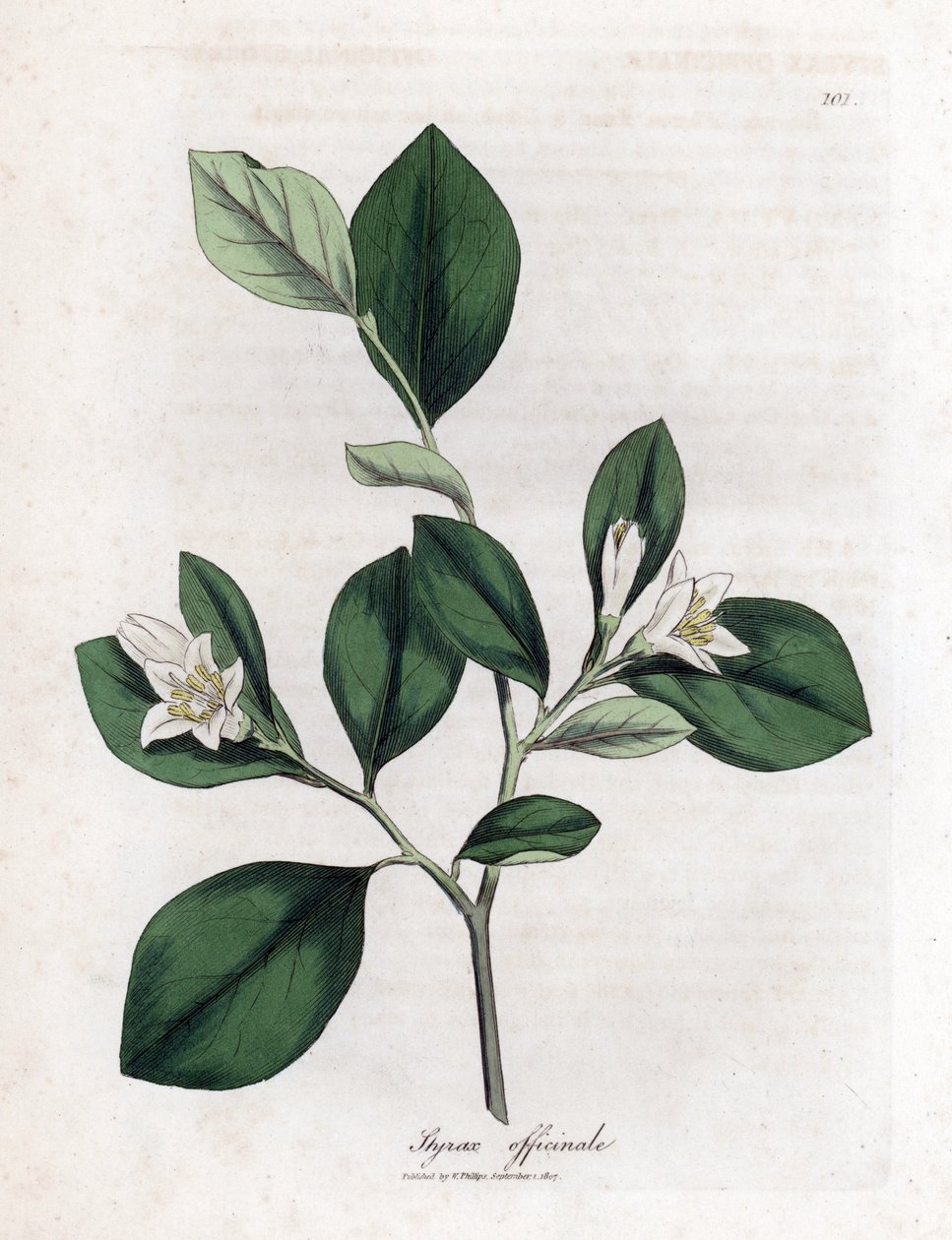 Storace, Styrax officinalis da James Sowerby