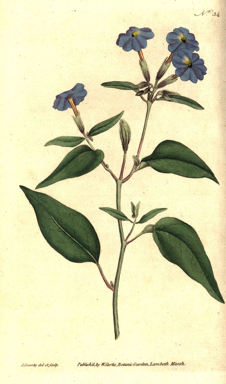 Browallia americana da James Sowerby