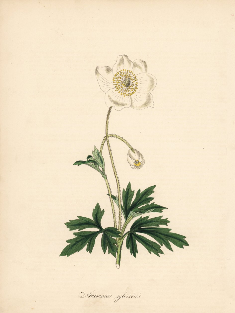 Anemone dei boschi, Anemone sylvestris. Tratto da un