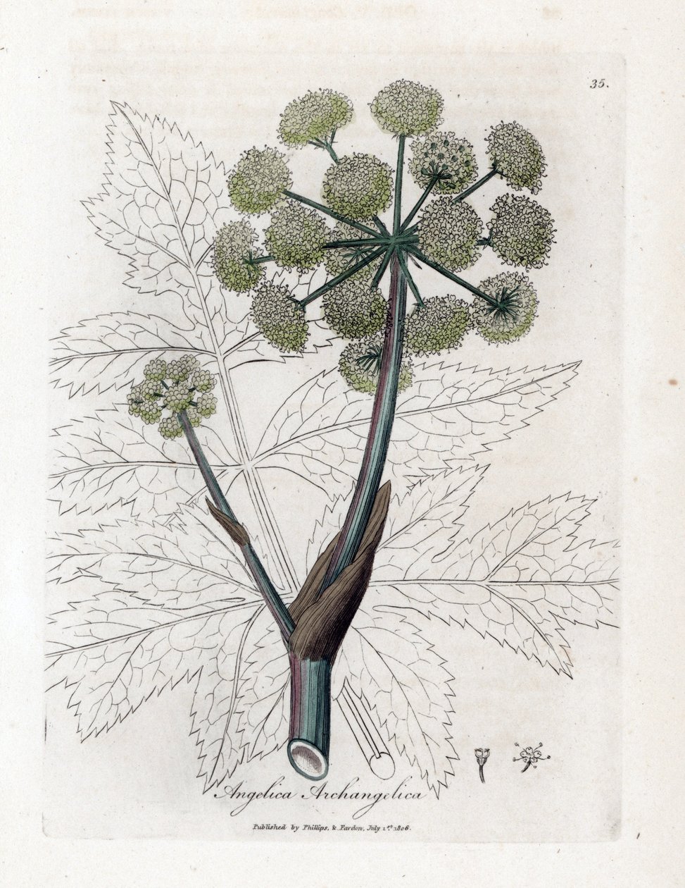 Angelica vera o officinale o arcangelica - Angelica archangelica. Incisione a mano colorata su rame da un