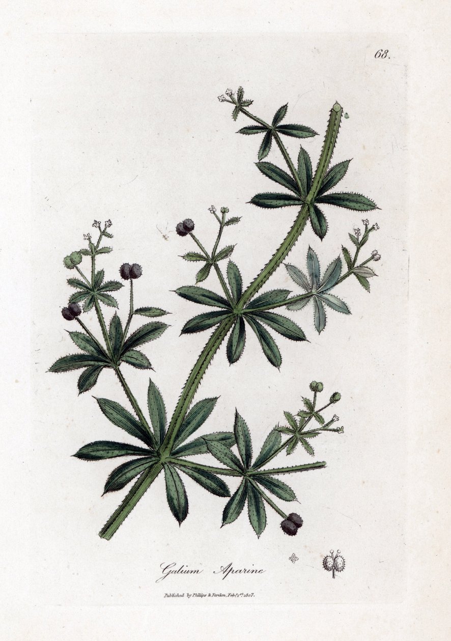 Erba delle oche, Calium aparine da James Sowerby