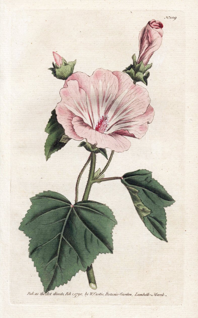 Lavatera annuale viola da James Sowerby