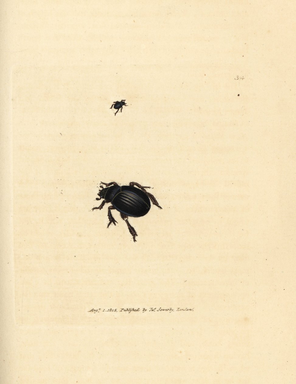 Coleottero Aphodius arenarius da James Sowerby
