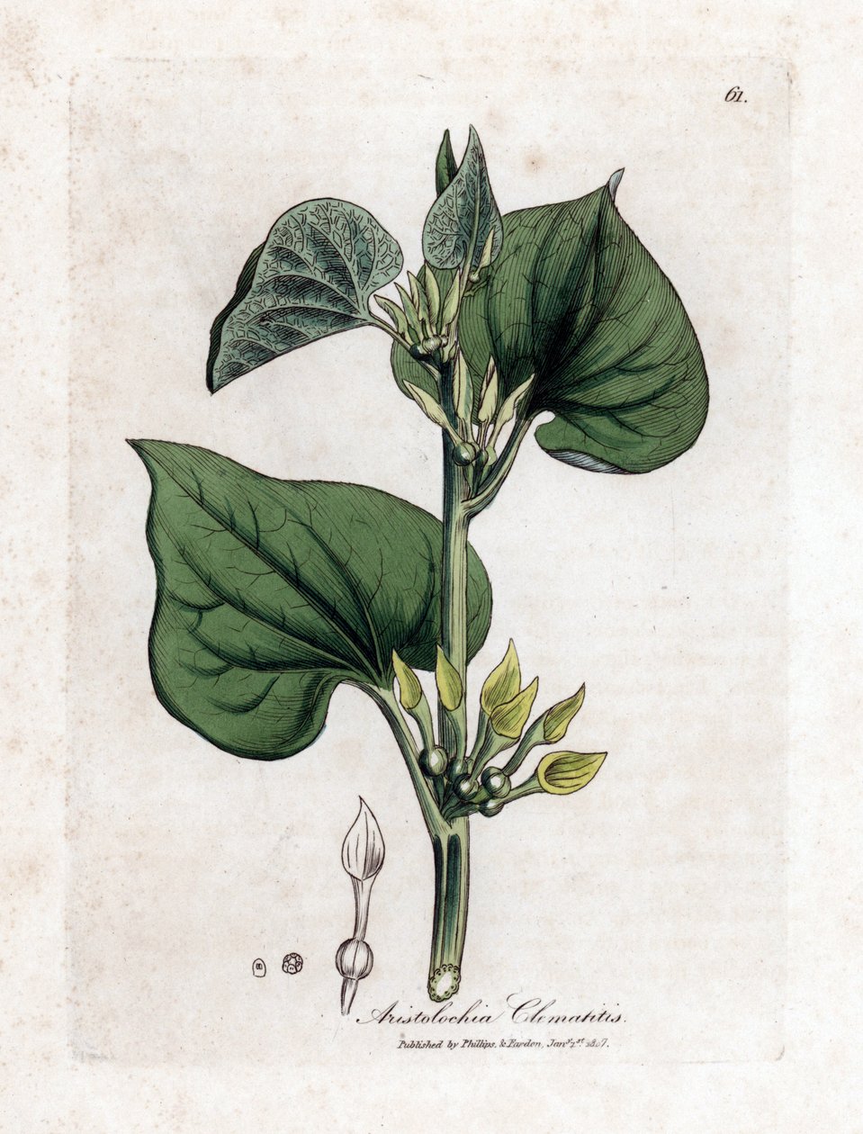 Aristolochia clematitis da James Sowerby
