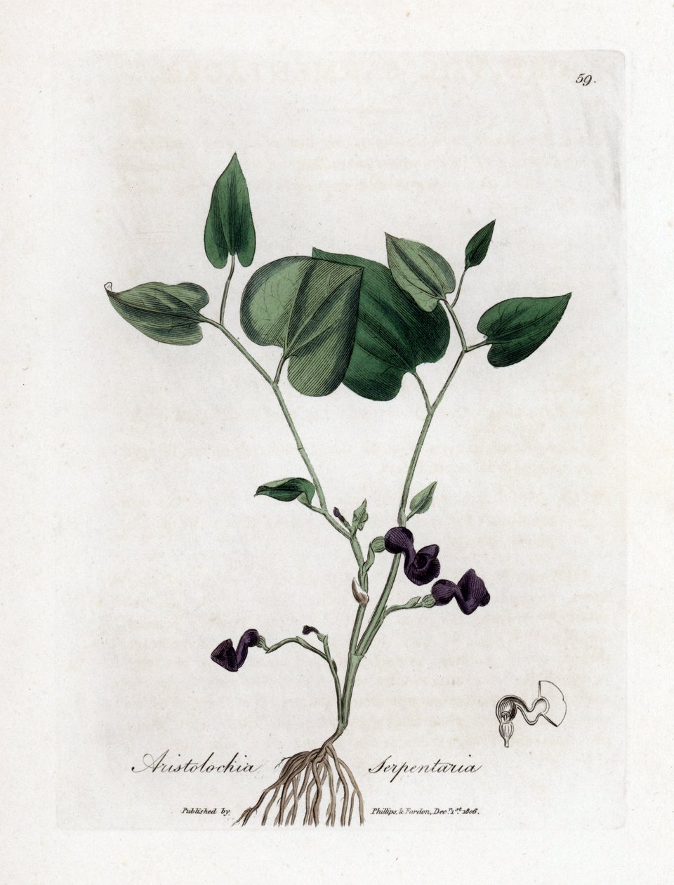 Aristolochia varieta - Aristolochia serpentaria. Incisione a mano colorata su rame da un