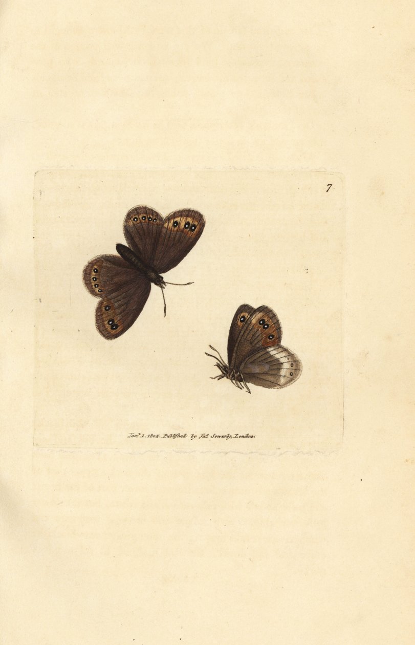 Marrone di Arran, Erebia ligea da James Sowerby