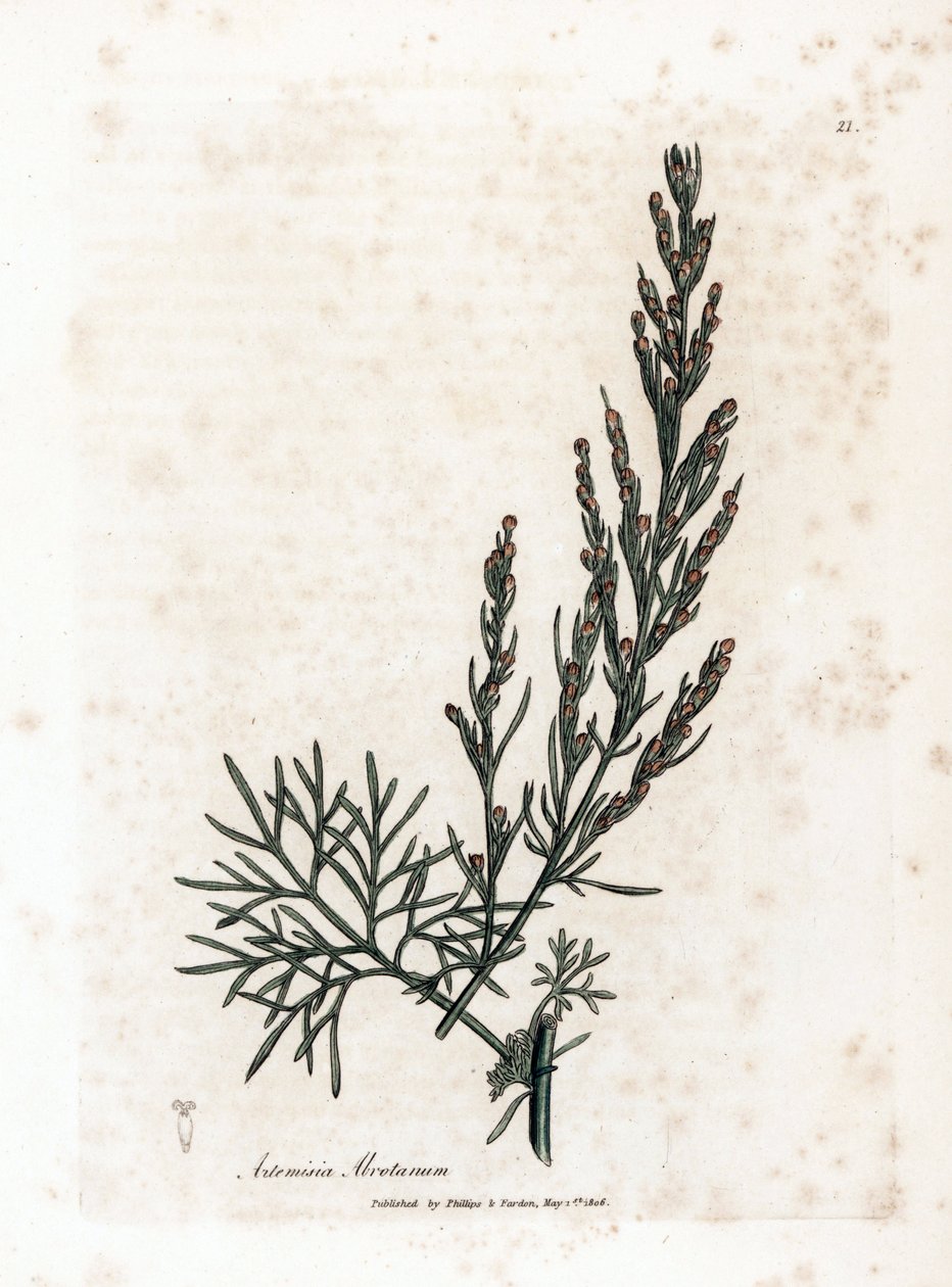 Aurone o citronella o assenzio - Artemisia abrotanum. Incisione a mano colorata su rame da un
