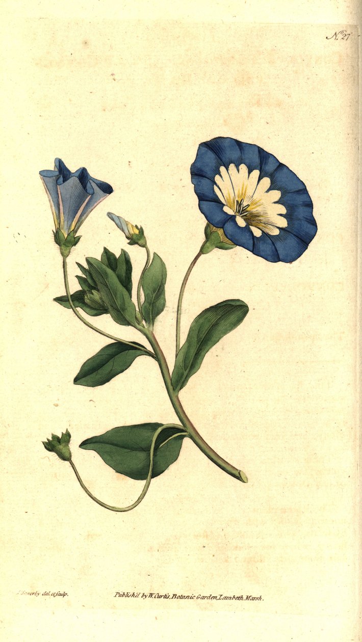 Bella di giorno o convolvolo tricolore da James Sowerby