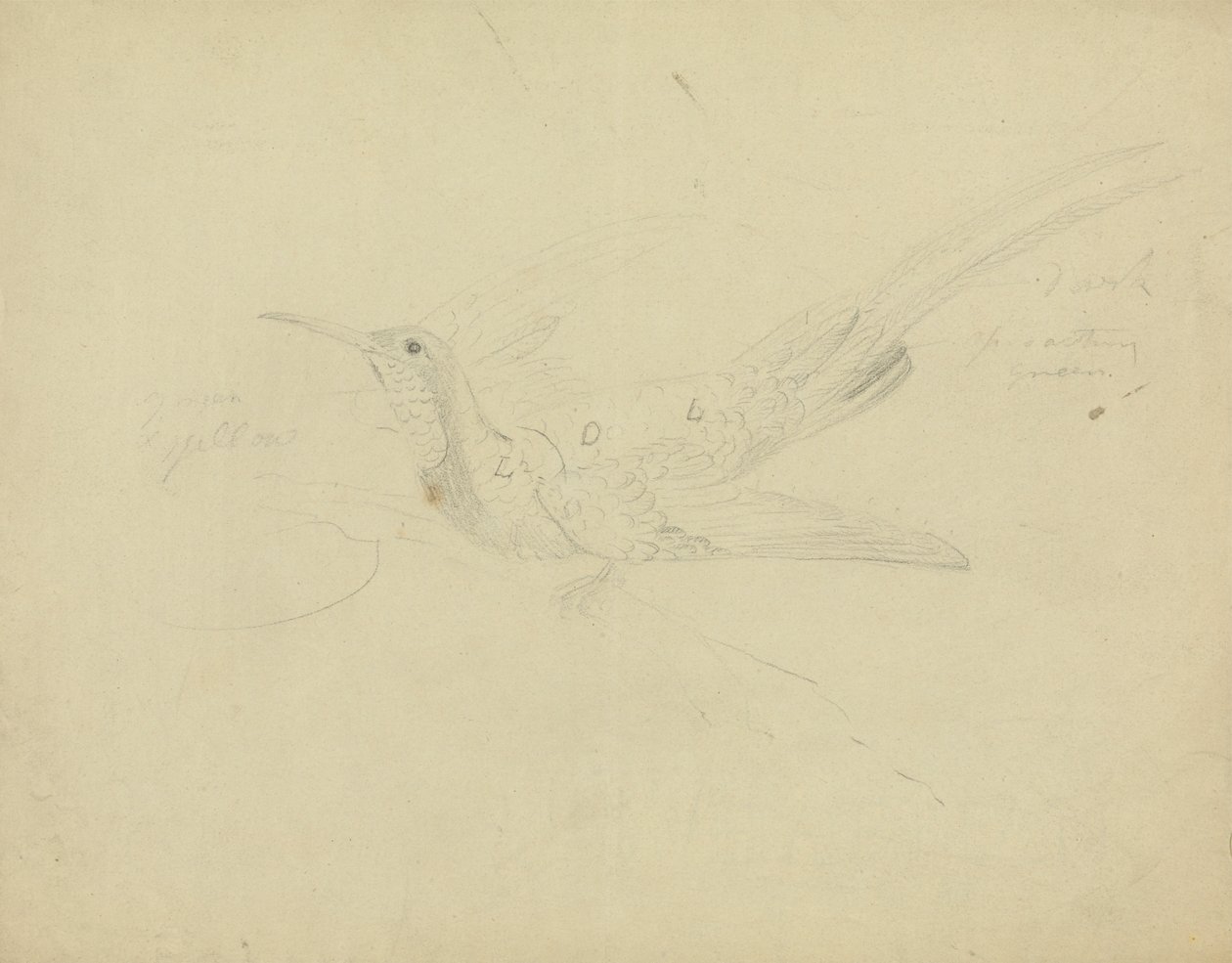 Uccello del paradiso da James Sowerby