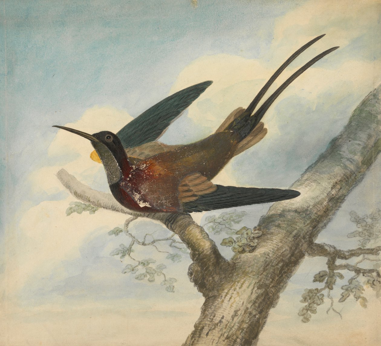 Uccello del paradiso e Verso: Schizzo di un fiore da James Sowerby