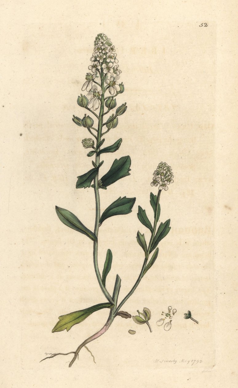 Iberide amara, Iberis amara da James Sowerby