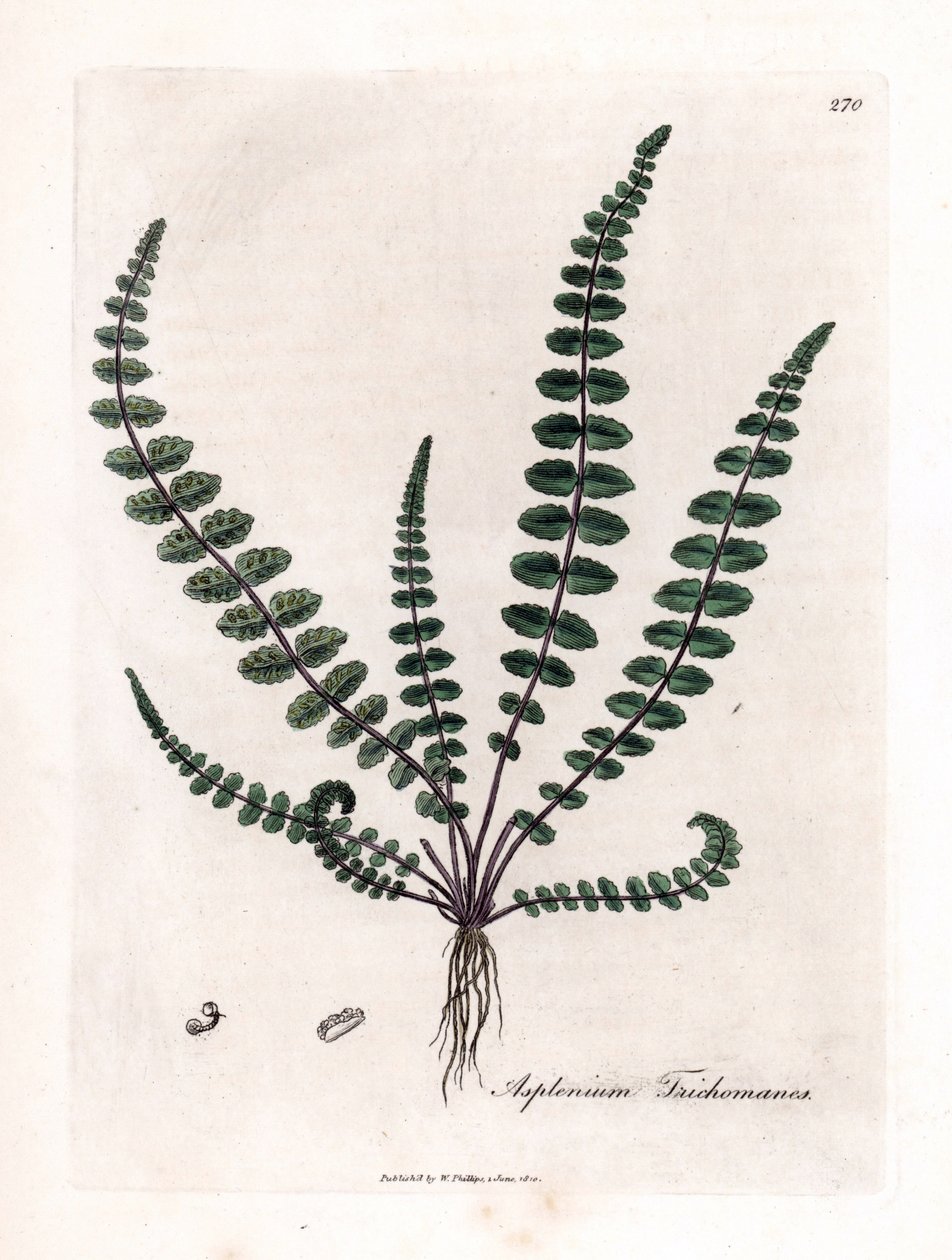 Asplenium trichomanes. Incisione a mano colorata su rame da un