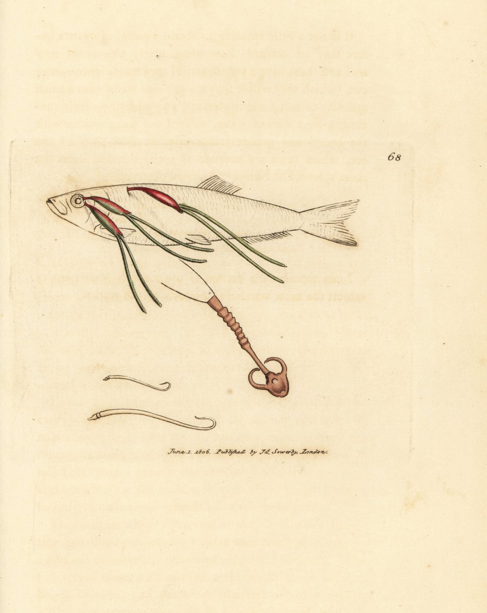 Parassita copepode ematofago sull