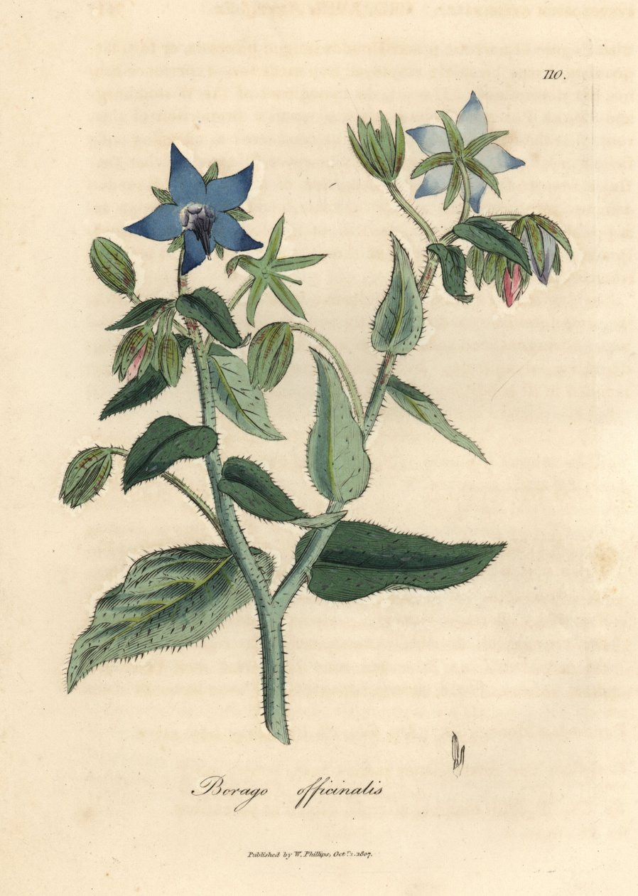 Borragine a fiori blu Borago officinalis da James Sowerby