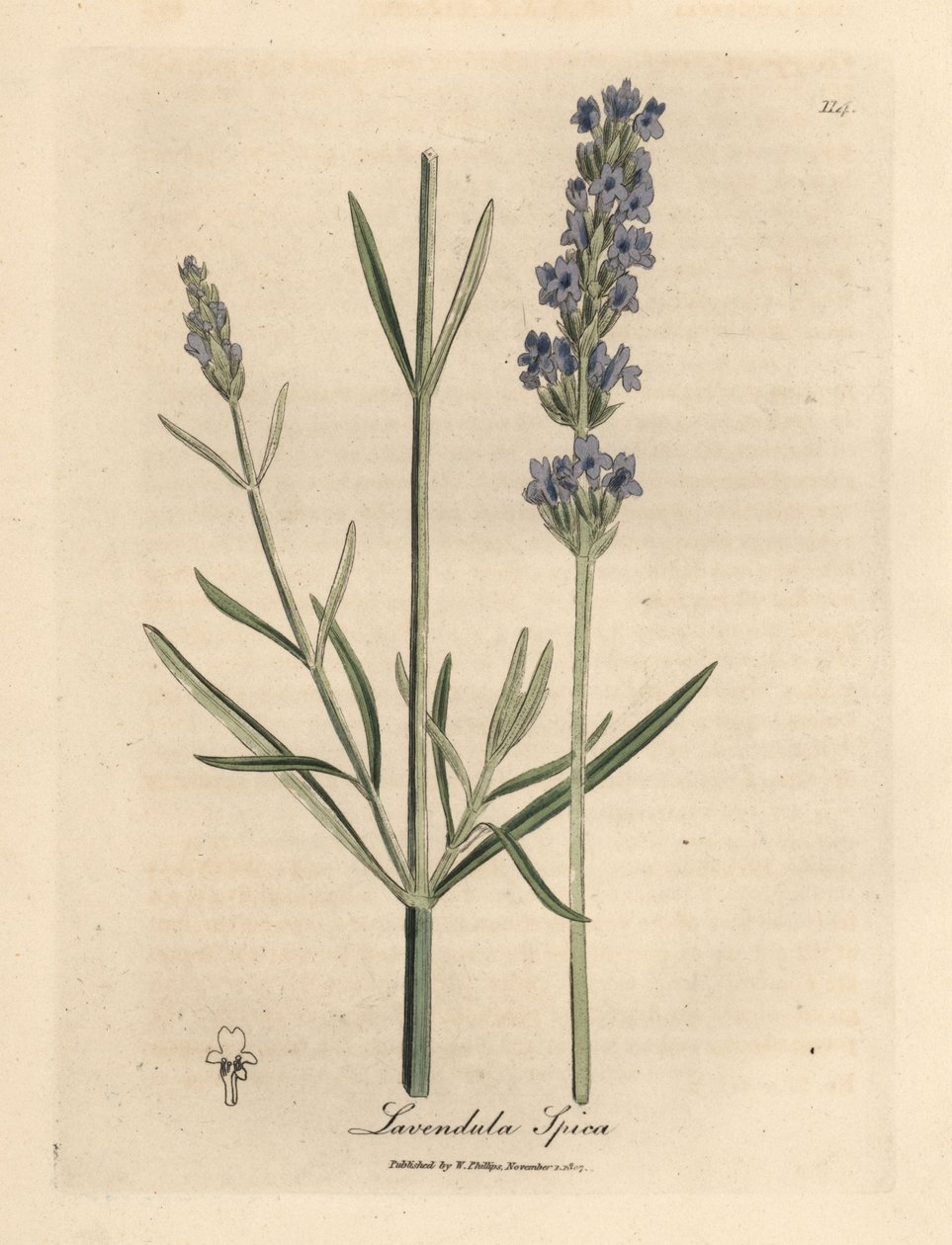 Lavanda a fiori blu, Lavandula spica da James Sowerby