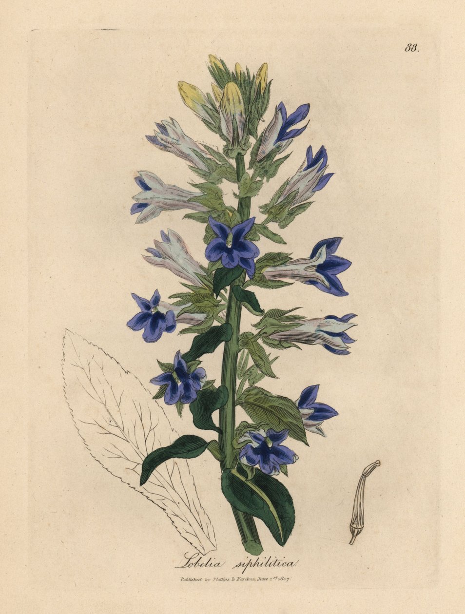 Lobelia o fiore cardinale a fiori blu, Lobelia siphilitica da James Sowerby