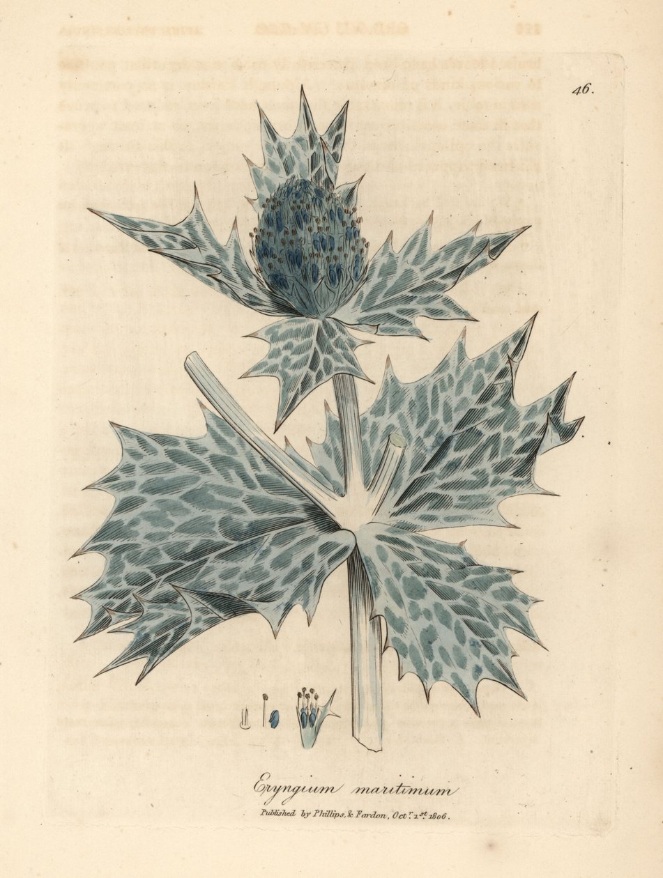 Eryngium maritimum a fiori blu, Eryngium maritinum da James Sowerby