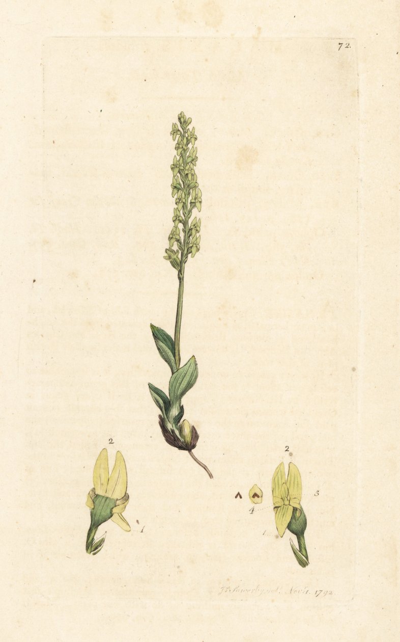Orchidea di palude, Hammarbya paludosa (Malaxis paludosa). Incisione a mano colorata su rame da un