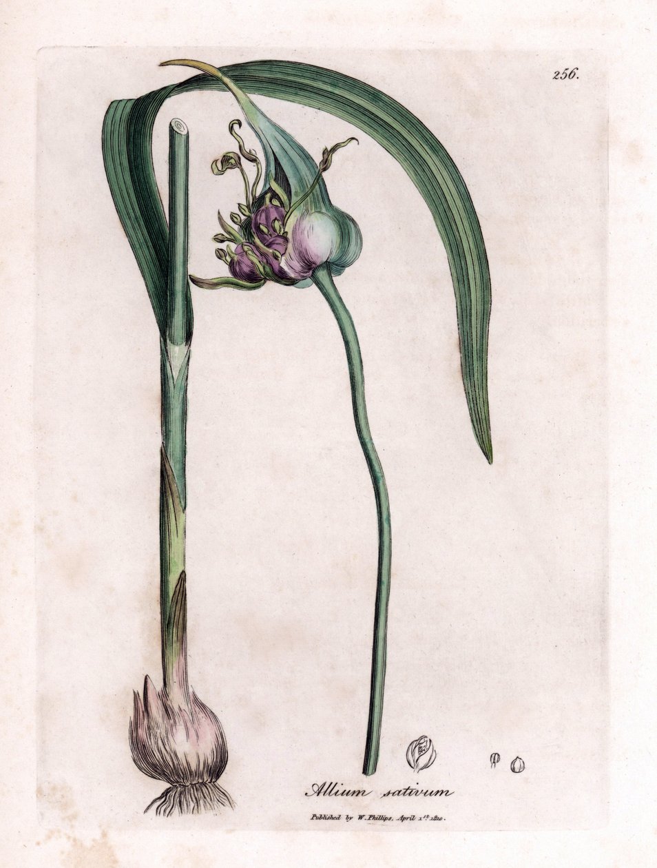 Tavola botanica: Coltivazione dell