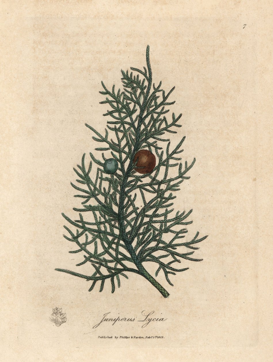 Ramo e bacche del cedro Juniperus lycia da James Sowerby