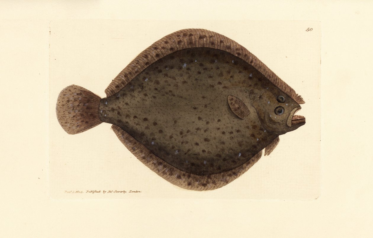 Rombo liscio, Scophthalmus rhombus da James Sowerby