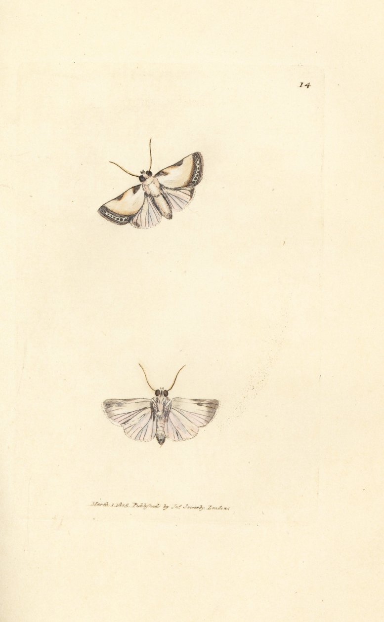 Bellezza di Brixton, Acontia nitidula da James Sowerby